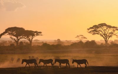 Pourquoi devrais-je choisir un safari privé en Tanzanie plutôt qu’un safari en groupe ?