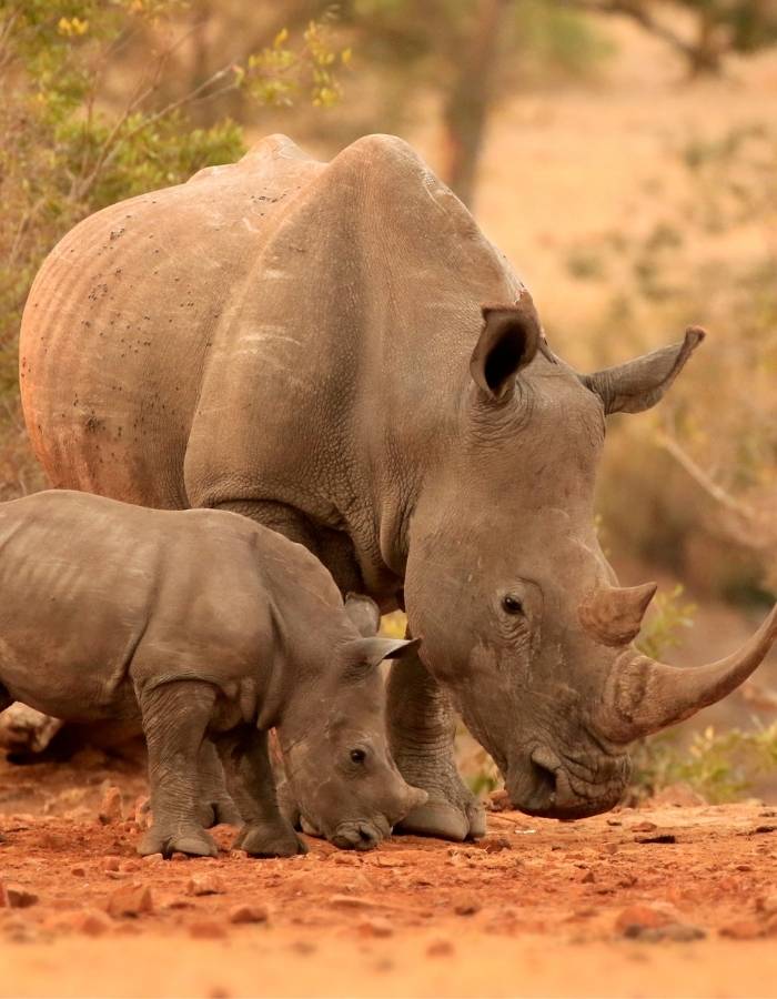 Safari sur mesure en Tanzanie