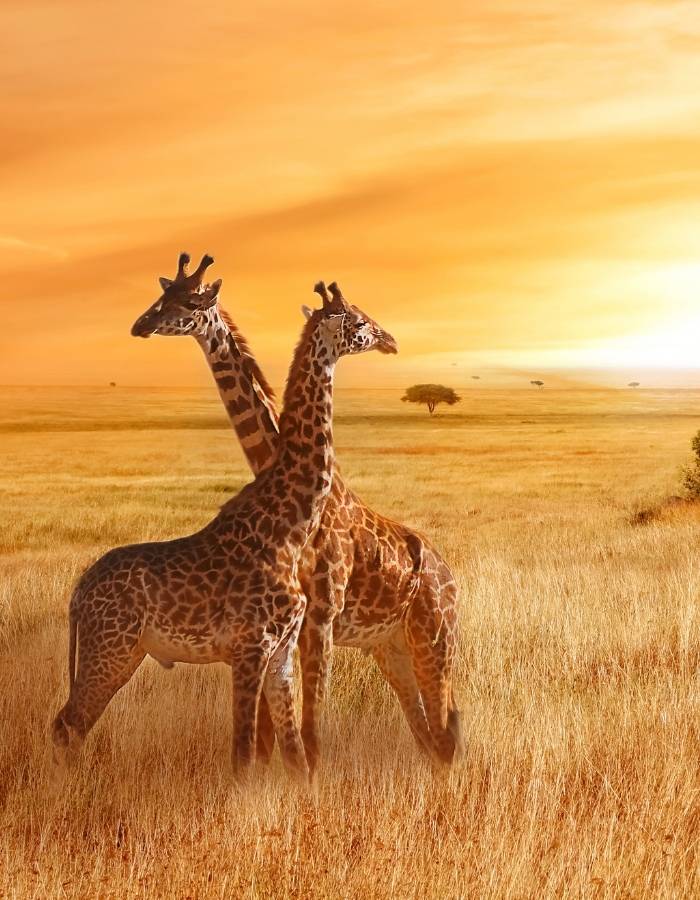 Safari sur mesure en Tanzanie