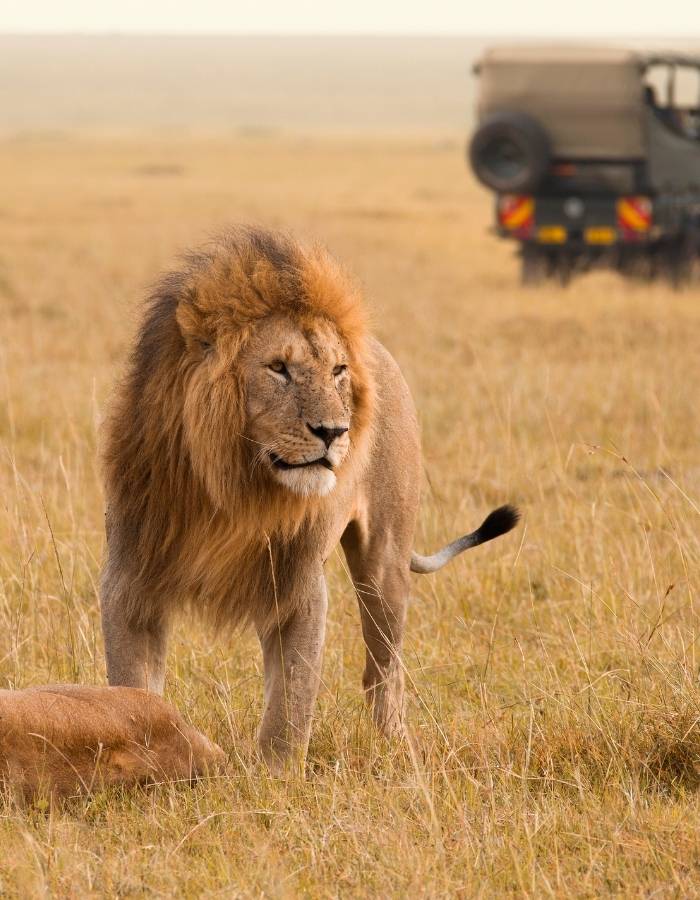 Safari sur mesure en Tanzanie