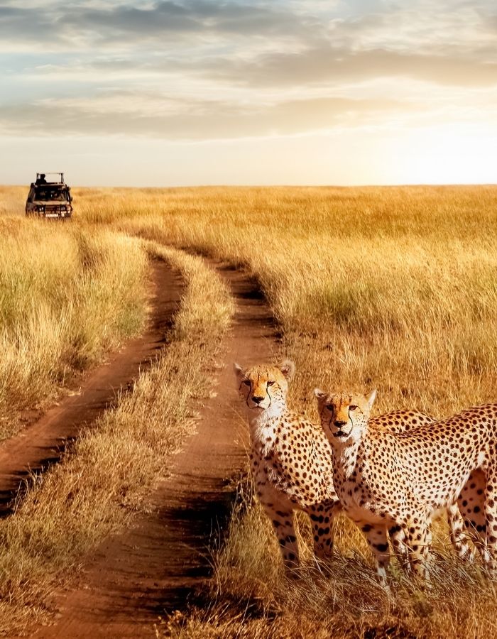 Voir des guépards en Tanzanie