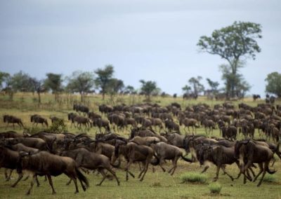 Parc National du Serengeti