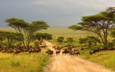 La Grande Migration du parc national du Serengeti